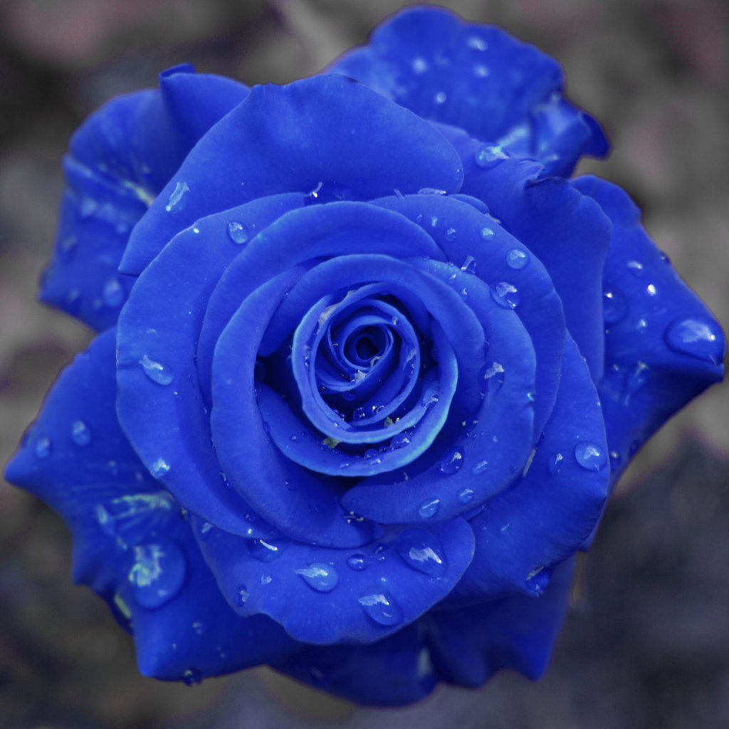 316 831 roses stock images are available royalty-free